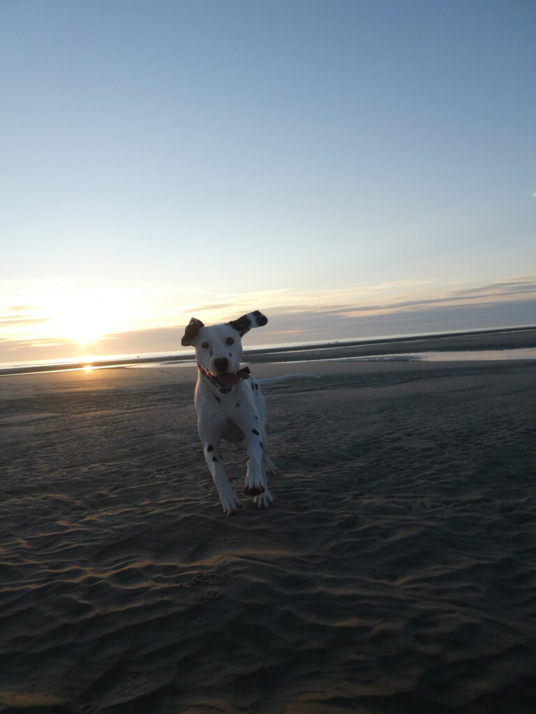 Mon chien, Rafale sur la plage de Merlimont -> Il est à l'origine du choix du nom Rafale de com